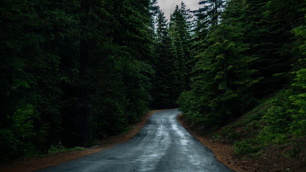 A road through forest No Copyright Video l StockrCC0