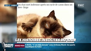 Oscar, chat birman, est resté douze minutes dans une machine à laver screenshot 3