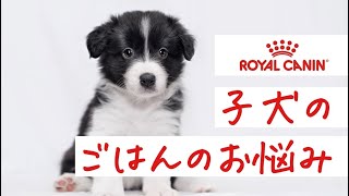 【ロイヤルカナン】子犬のごはんのお悩み
