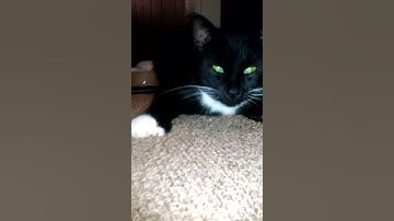 Mr. Socks on some catnip!