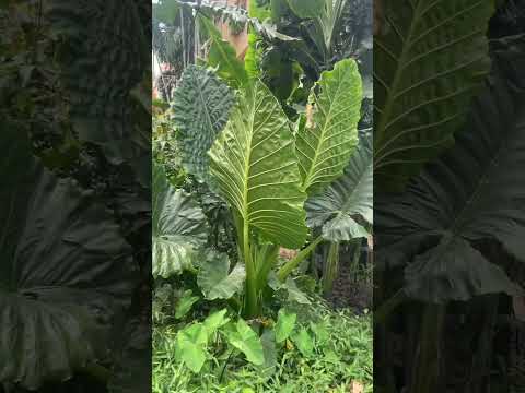 Видео: Как отглеждате Colocasia gigantea?
