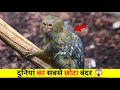 दुनियां का सबसे छोटा बंदर | Fact Video | Unknown Facts Hindi | Interesting facts | #shorts