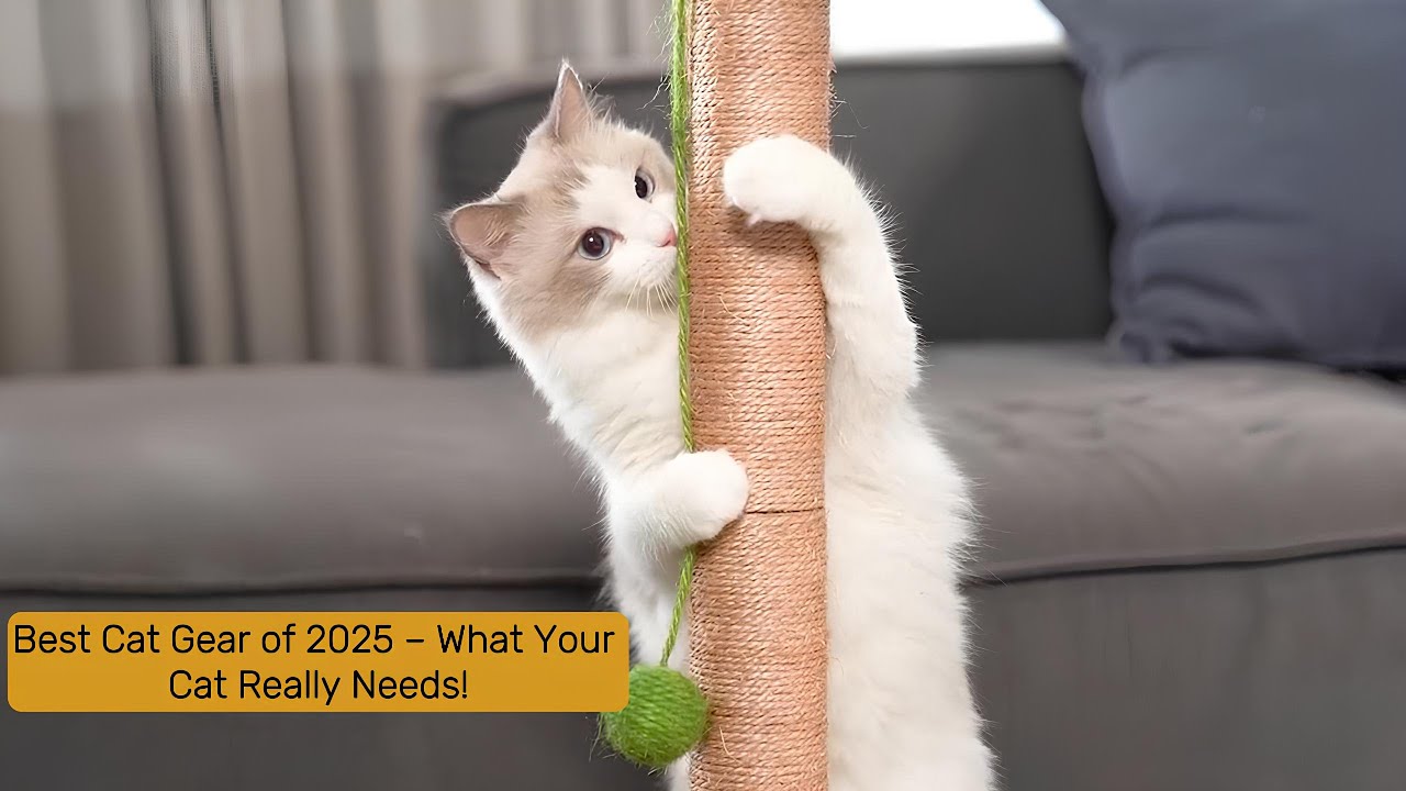 Best Cat Gear of 2025 – What Your Cat Really Needs!