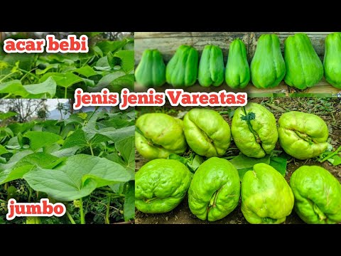 Labu Jepang Baby