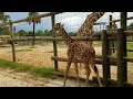 Baby giraffe and camel at the Gulf Breeze Zoo