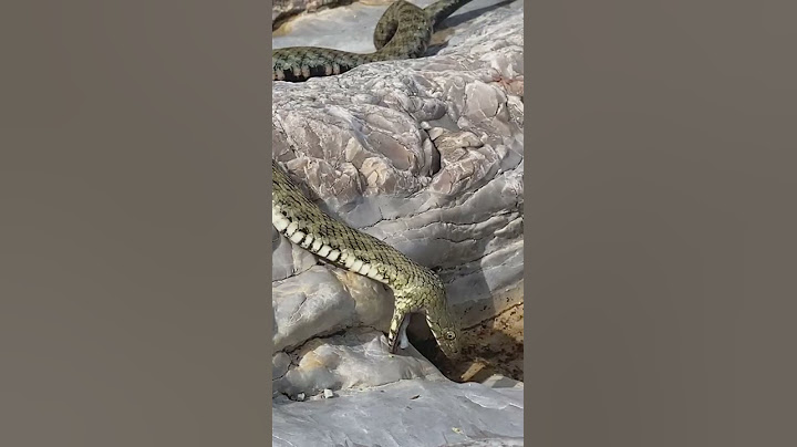 Gjarpri gjigant në fshatin Brar të Tiranës