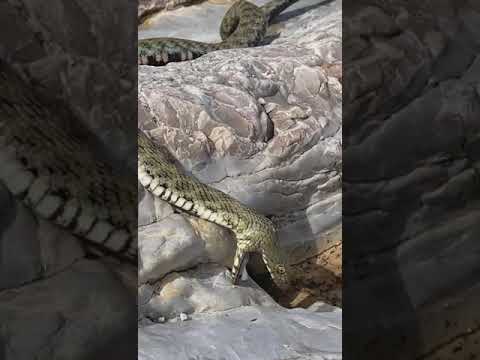 Video: A ka gjarpërinj në pyllin e butë?