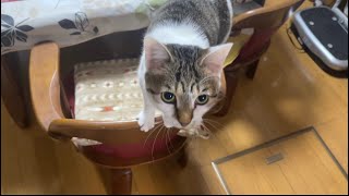 跳ぼうとする猫の顔はこんな顔。／The face of a cat trying to jump is like this