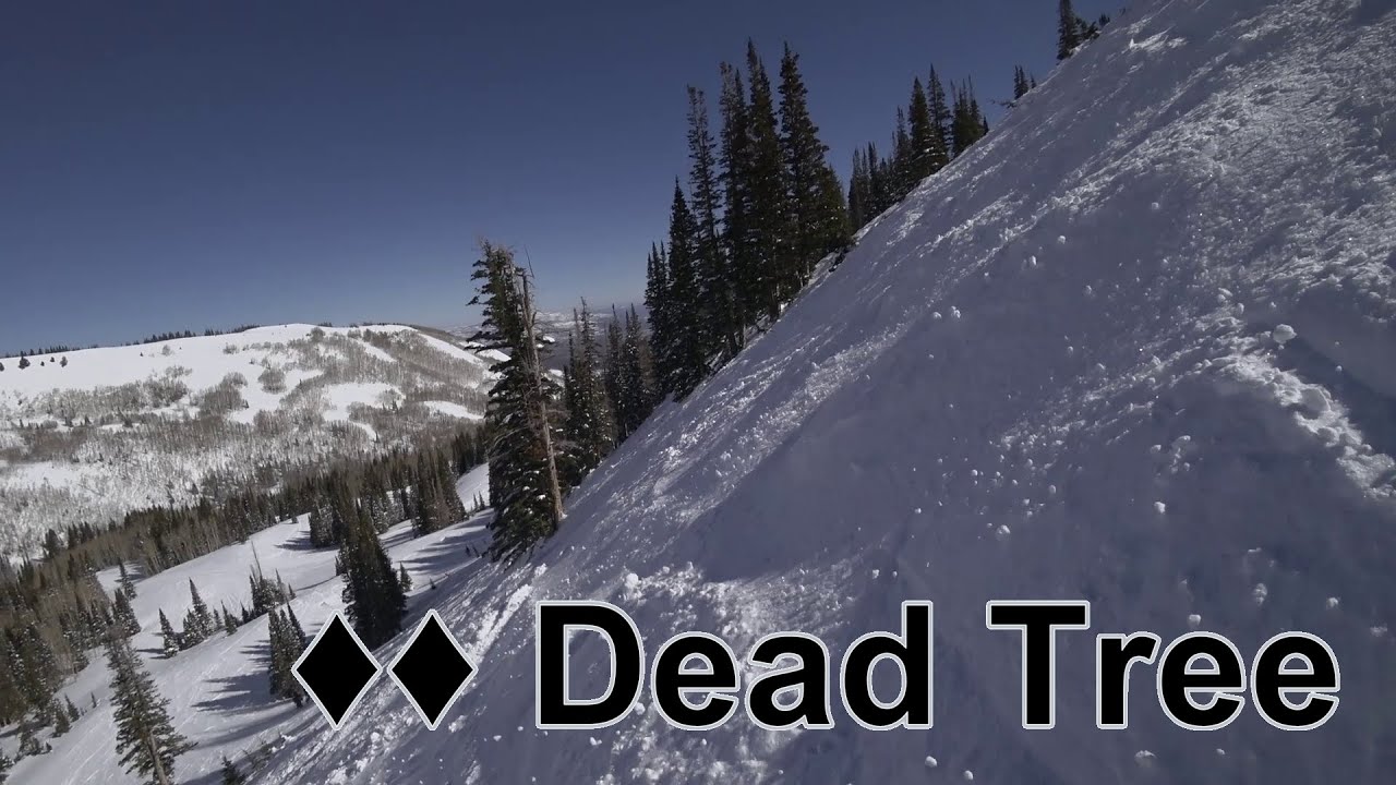 Skiing ♦♦ Dead Tree at Park City
