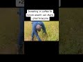Coffee farming conversation, call Mark +256771542256
