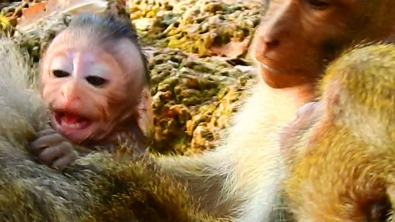 Very pity baby Maci cry seriously because DeeDee pull her out from mom chest / Monkey Post