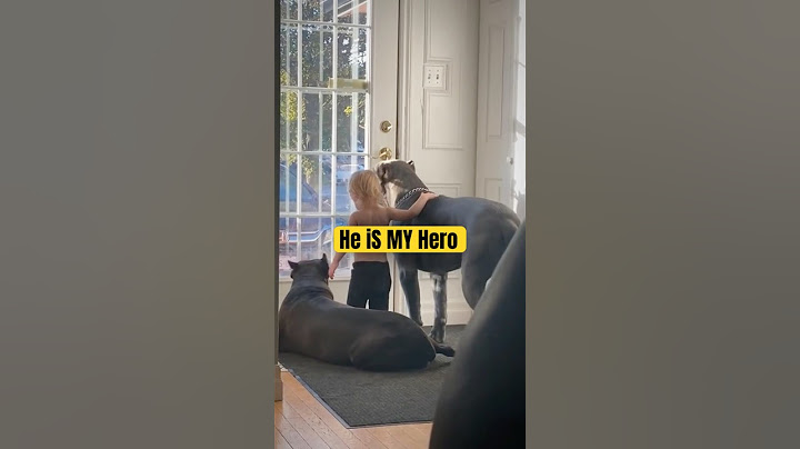 Heroic Dogs Shielding Kids from Danger – Heartwarming Moments #2