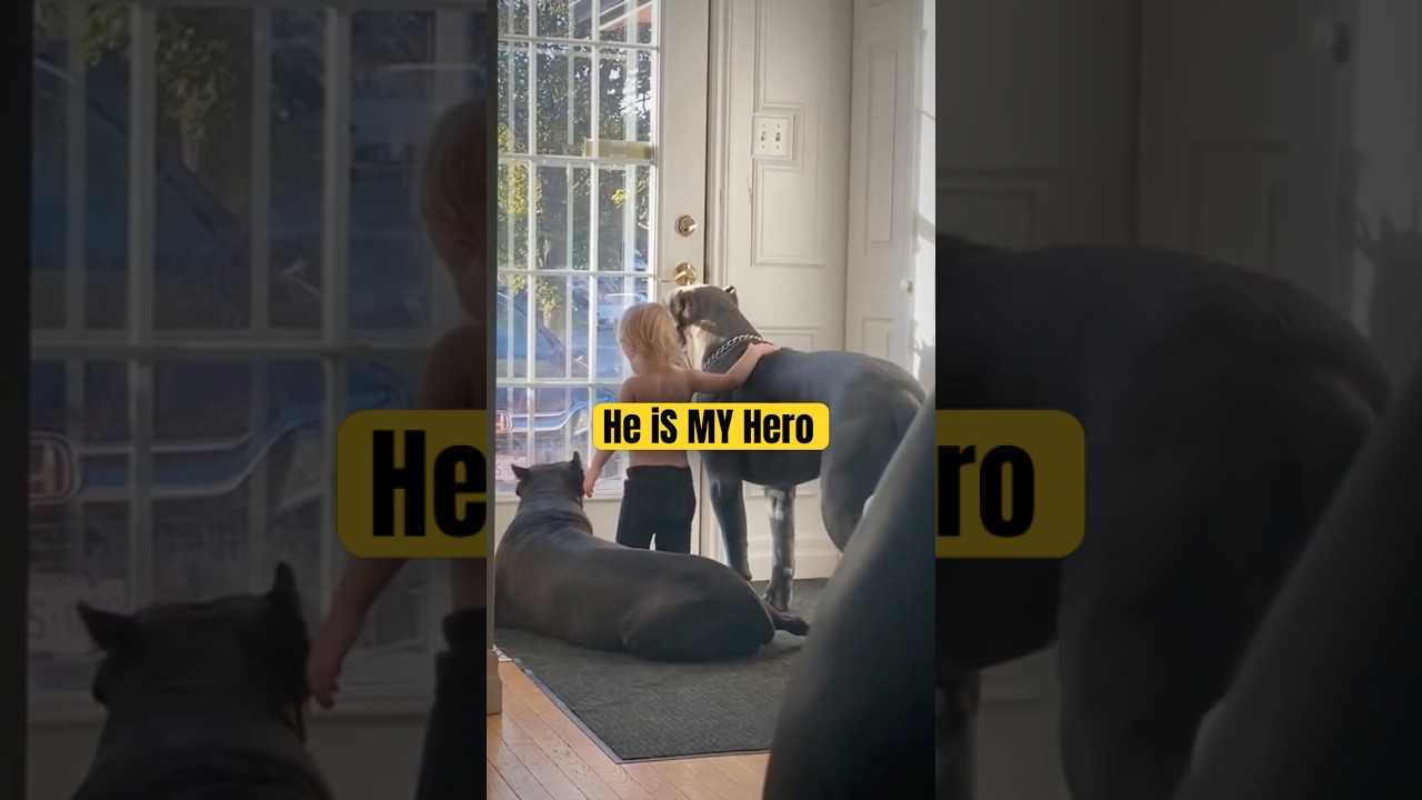 Heroic Dogs Shielding Kids from Danger &ndash; Heartwarming Moments #2
