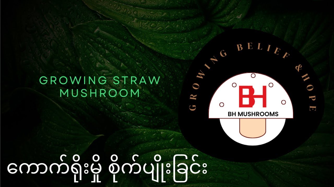 growing straw mushroom ( ကောက်ရိုးမှို စိုက်ပျိုးခြင်း )