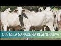 Que es la Ganaderia Regenerativa - TvAgro por Juan Gonzalo Angel Restrepo