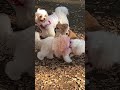 犬社会に馴染めなかったハナ