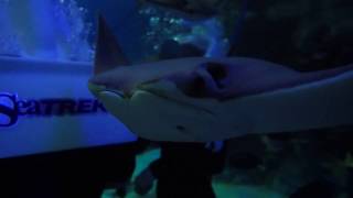 Stingrays in Slow Motion