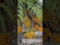 #guitar #cover #globaltrending #discovercontent #floralart