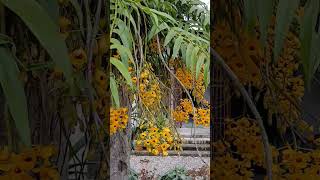 #guitar #cover #globaltrending #discovercontent #floralart