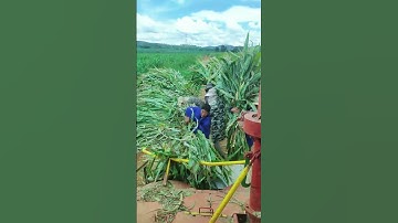 The process of crushing harvested corn stalks #shorts