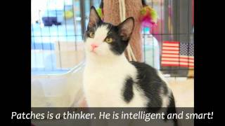 Cats In Need Brea Petco Available For Adoption