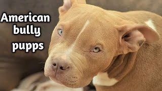 american bully puppies for sale || bully facts in hindi