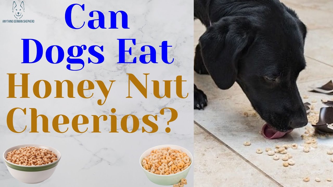 can a dog eat honey nut cheerios