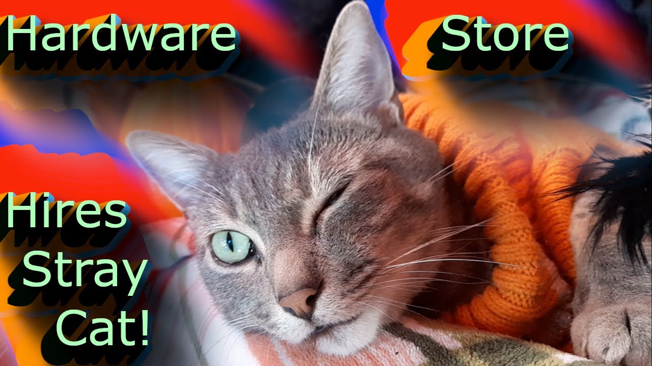 Strays Hardware Hardware Store Hires Stray Cat! - YouTube