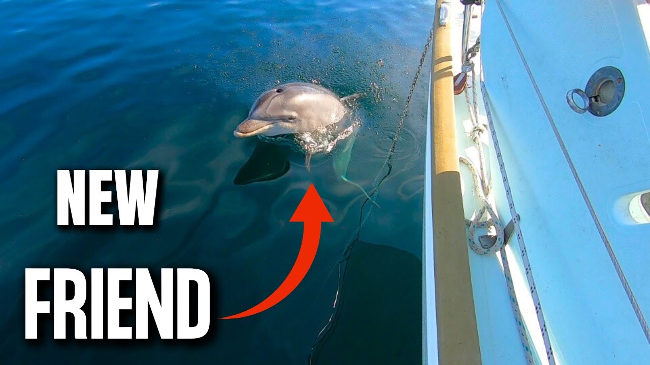 Sailing South to Muros Spain and greetings from a plump marina dolphin /  EP41, Atlantic Adventure