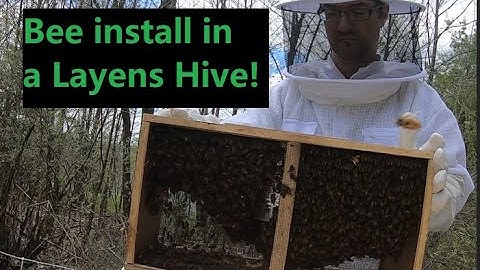 Package Bees Installed in a Layens Hive!  JerBee Apiary is go!!!