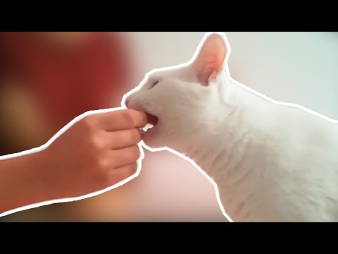 Video: Kedi Davranışı 101