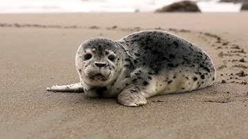 ['Islam Sobhi  القارئ إسلام صبحي']['085 Al-Buruj البروج']