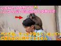 パンチくん 🐵すっかり怯えてしまって…ご飯を食べに降りてきません😱何があったのか分からず心を痛める大好きな飼育員さん…。長い時間そばにいて、パンチ君を慰めてくれました😭💦#パンチくん