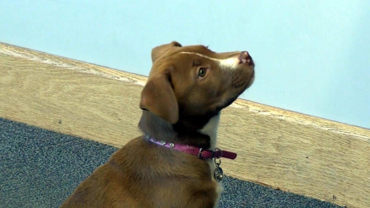 North Carolina dog discovers loaded gun, named honorary K9 deputy