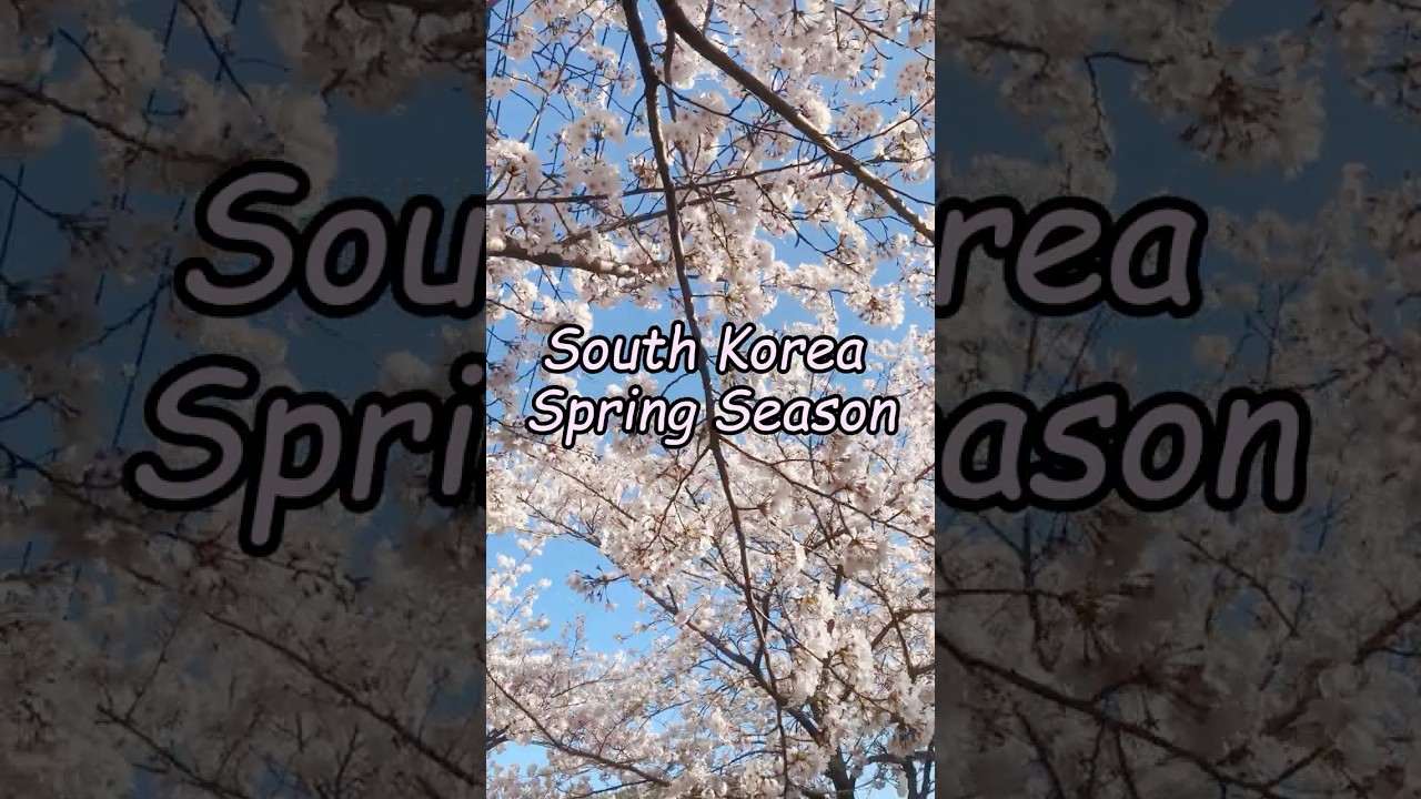 South Korea Spring Season