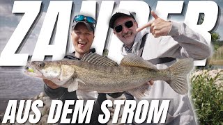 Elbe River from the bank! Zander fishing with the perch expert | 4K Elbe River from the bank! Zander fishing with the perch expert | 4K