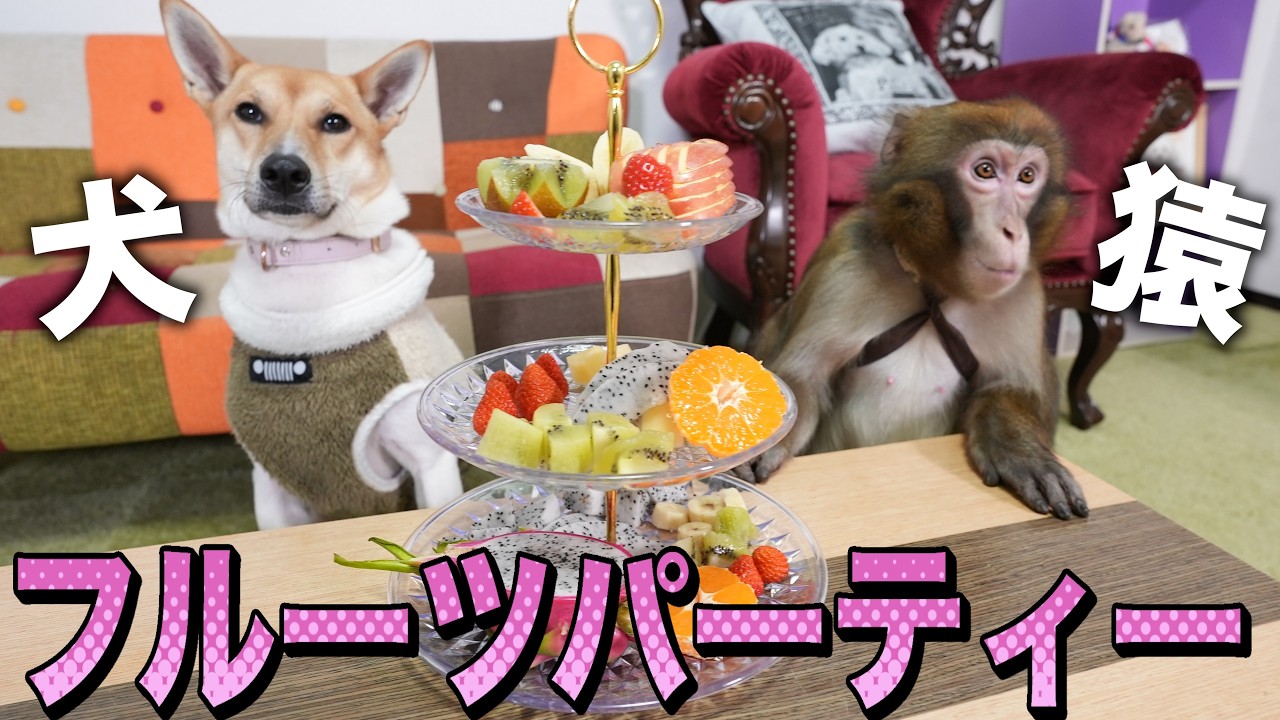 一緒に暮らす元保護犬とお猿さんでフルーツパーティー！仲良く…できるのか？