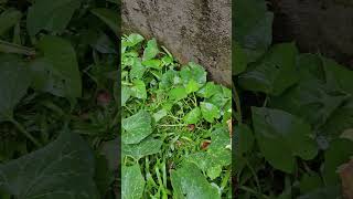 #gardening #backyardgardening #simplelife #buhayprobinsya #shorts #plants