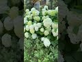 紫陽花のうた 浜田省吾      #浜田省吾 #shogohamada