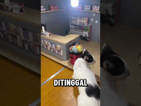 Cook fried chicken #shorts #short #warungkucing