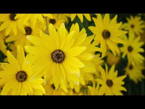 صباح الخير لكل من راقت له قناتي أو لم تروق له