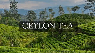 The Art of Ceylon Tea 🇱🇰 Exploring Sri Lanka's Tea Country and Learning History of Ceylon Tea