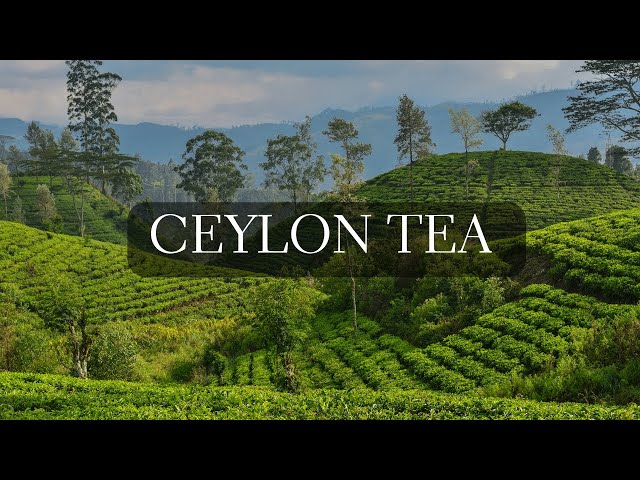 The Art of Ceylon Tea 🇱🇰 Exploring Sri Lanka's Tea Country and Learning History of Ceylon Tea class=