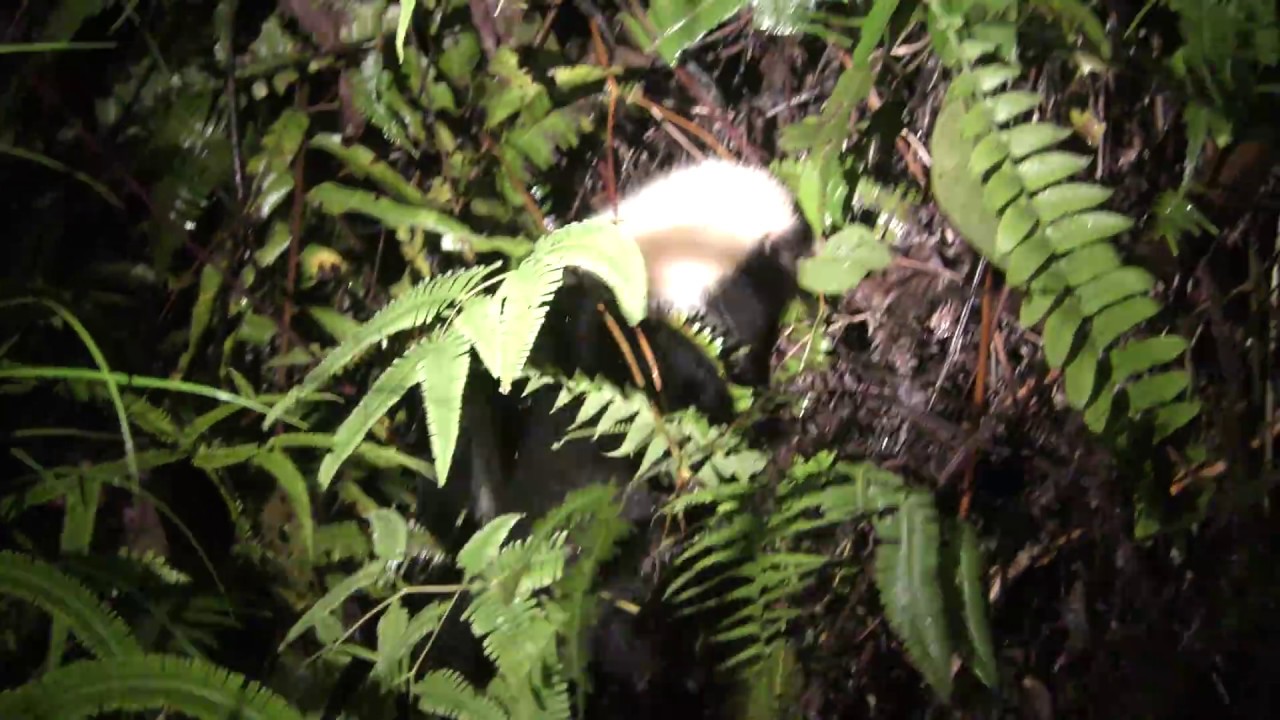 Sunda Skunk (Stink Badger)!!!