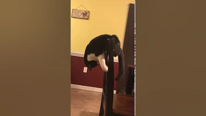 Cat entertainment Part 1