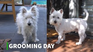 Westie Puppy First Grooming