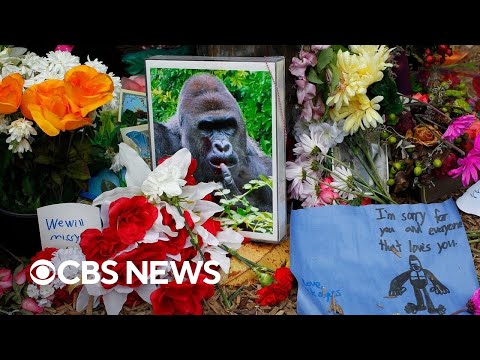 Killing of Harambe the gorilla sparks backlash (2016)