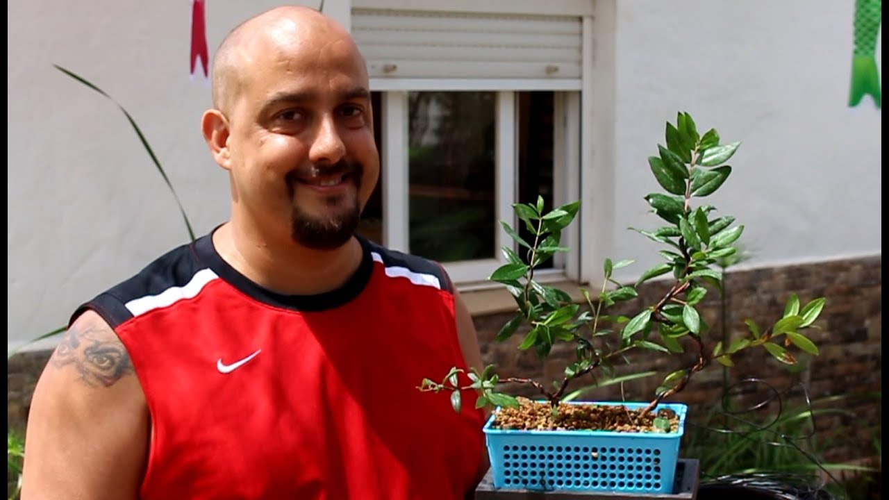 Bonsai Zero Mirto - Myrtus Comunis