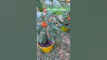 Tired of ants and other bugs in your garden? #hack #tips #bug #garden