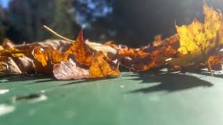 Essence of Fall